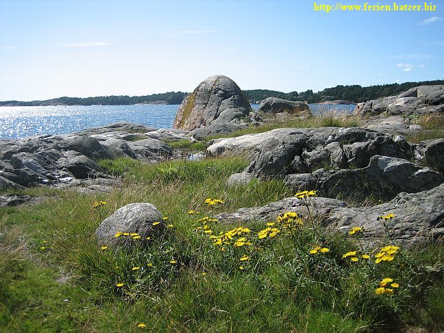 Felsen und Gräser direkt am Meer
